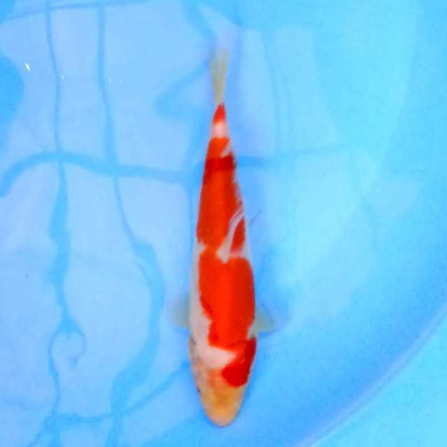 Kohaku 16 cm