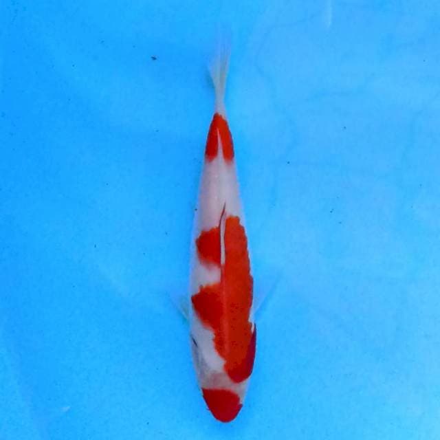 Kohaku 16 cm