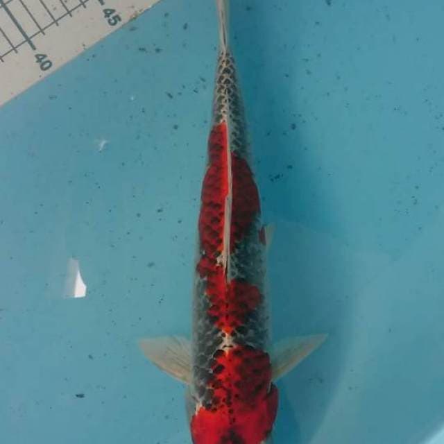 kujaku male 35 cm