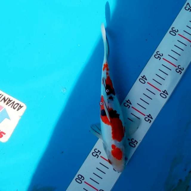 Maruten sakne. 27cm doitsu