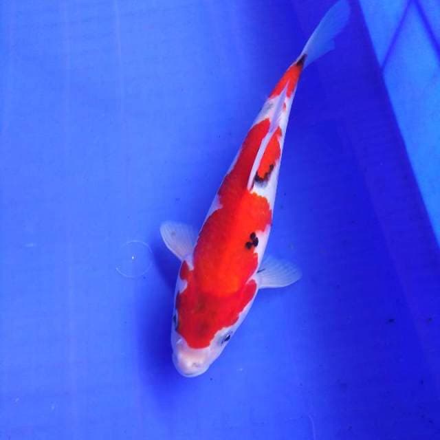 School of tategoi