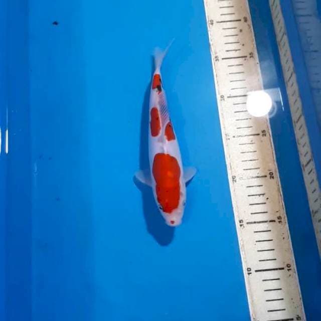 ORIGINAL SANKE DOITSU QUALITY 21 CM