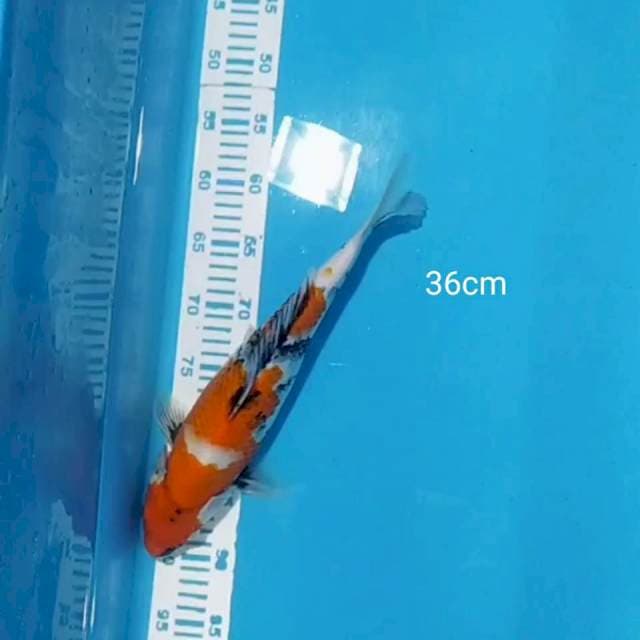 Showa 36cm