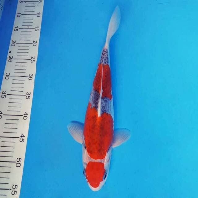 SABOTTEN 5 - Maruten Goshiki ®