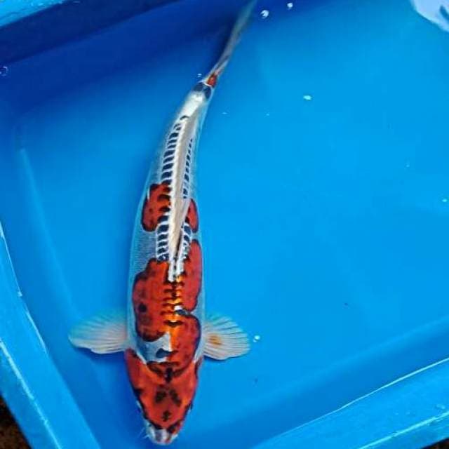 Kikokuryu 35cm male