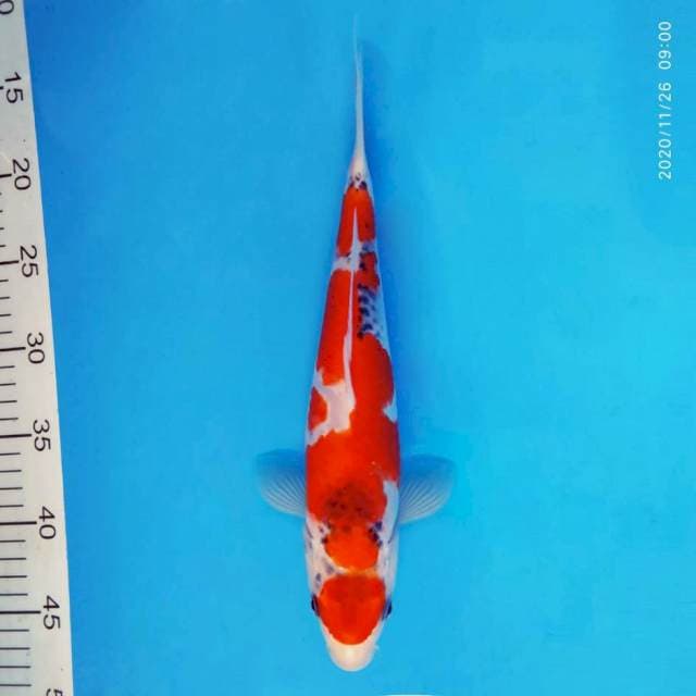 SABOTTEN 7 - Maruten Goshiki ®