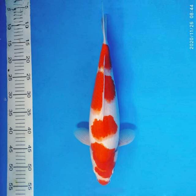 SABOTTEN 8 - Kohaku Kucibeni ®