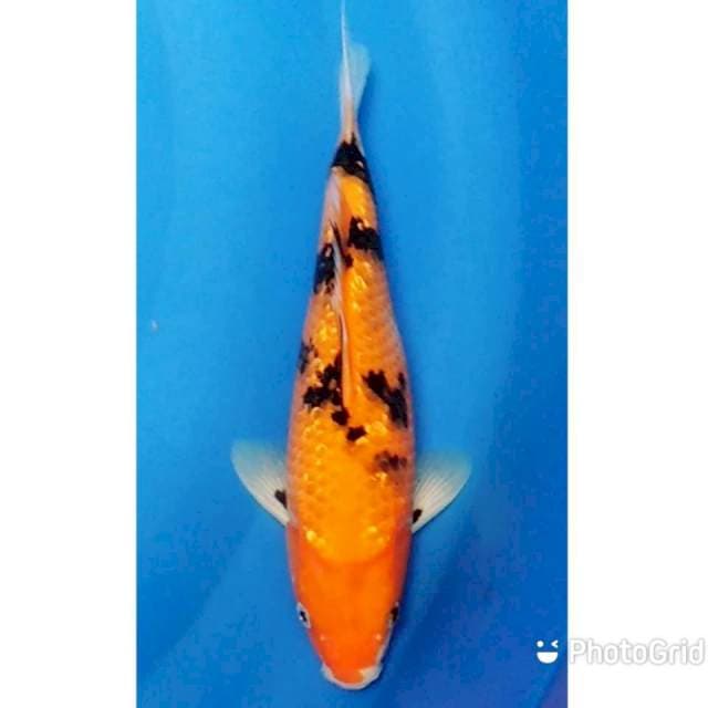 Aka beko ginrin 28cm