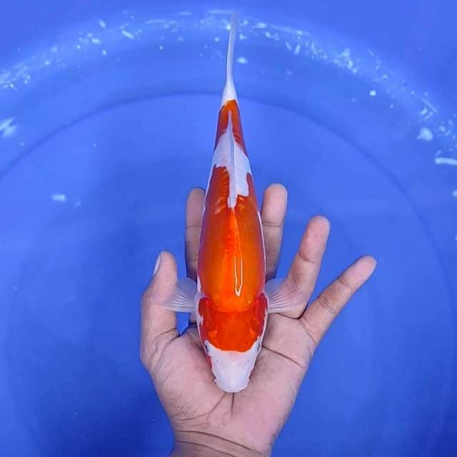 1. Kohaku Doitsu || 26 cm