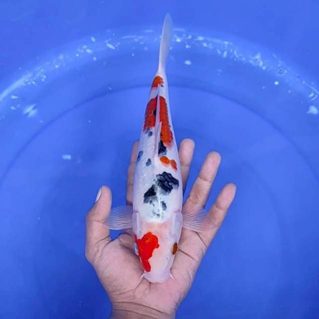2. Sanke || 28 cm