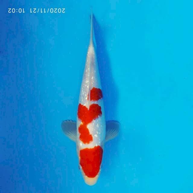 SABOTTEN 17 - Kohaku Gin Rin ®