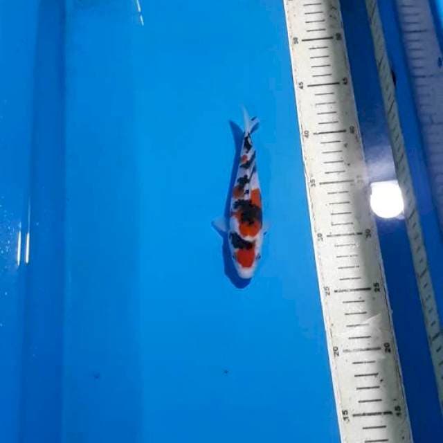 MARUTEN SANKE F1 SHOW QUALITY 17 CM