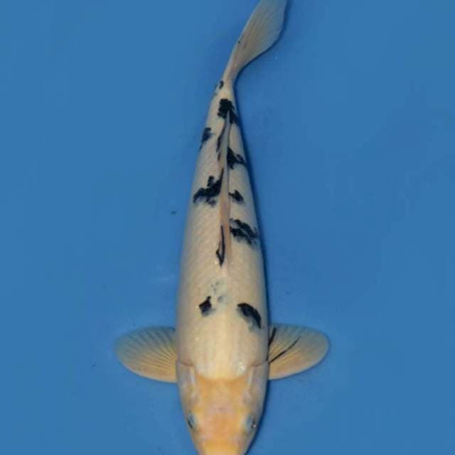 42cm , SQ Bekko