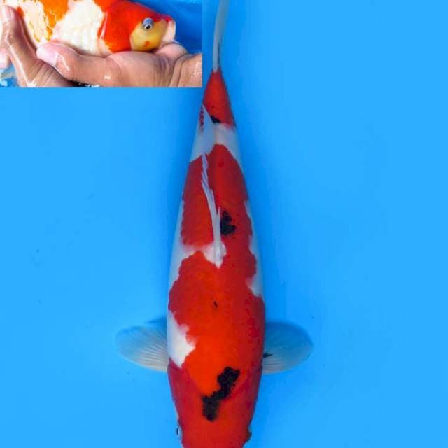 39cm , Sanke Merah Darah