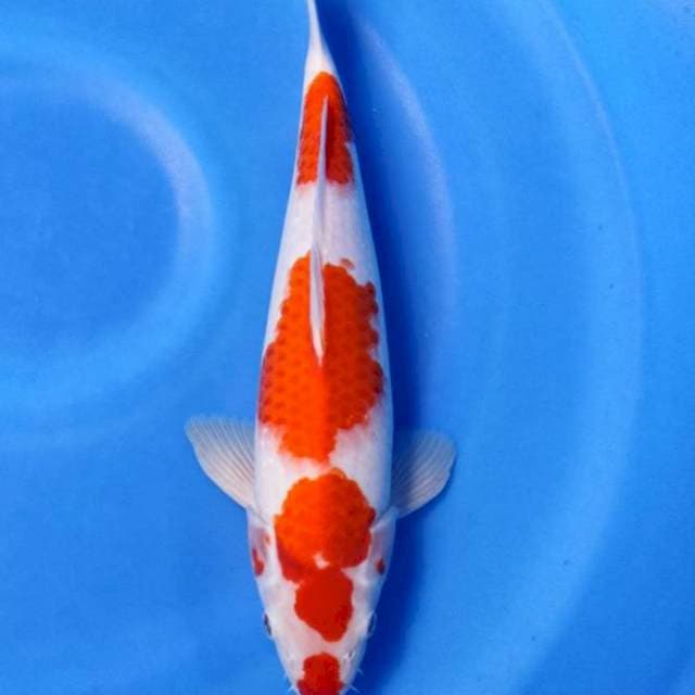 Sandan kohaku kuchibeni 37cm