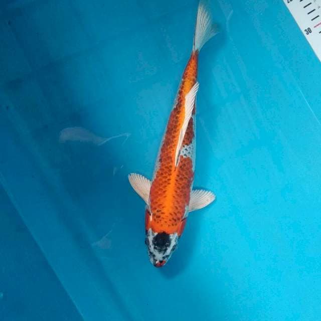 kojaku 33 cm