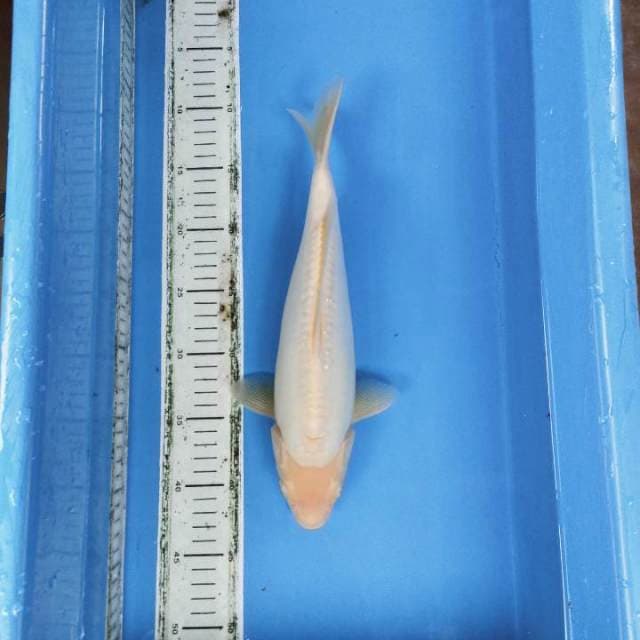 Shiromuji bulky 33cm male