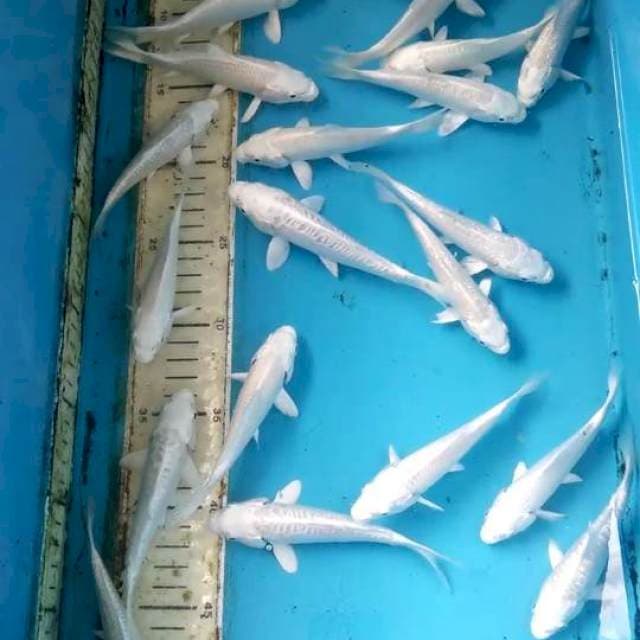 Paket Platinum 12-14cm 25ekor