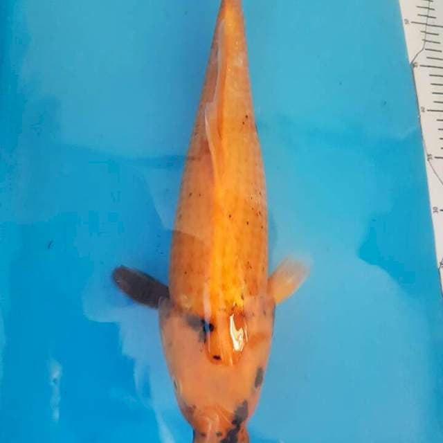 Jumbo.3 (F1 Sakai)