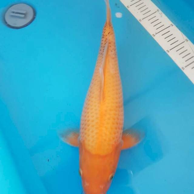 Jumbo 4 (F1 Sakai)