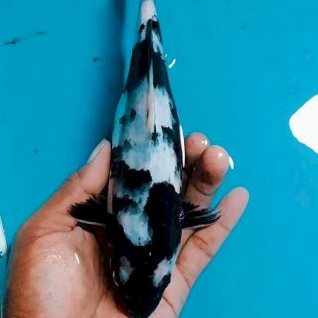 Shiro size 22cm