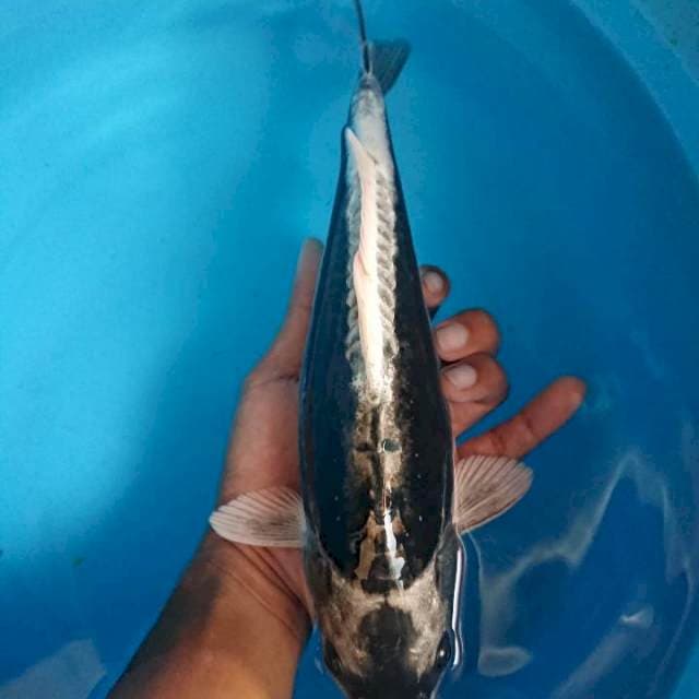 antik 30 cm bulky