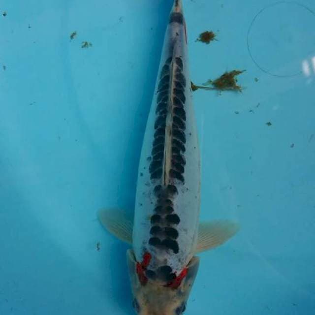 shusui 25 cm