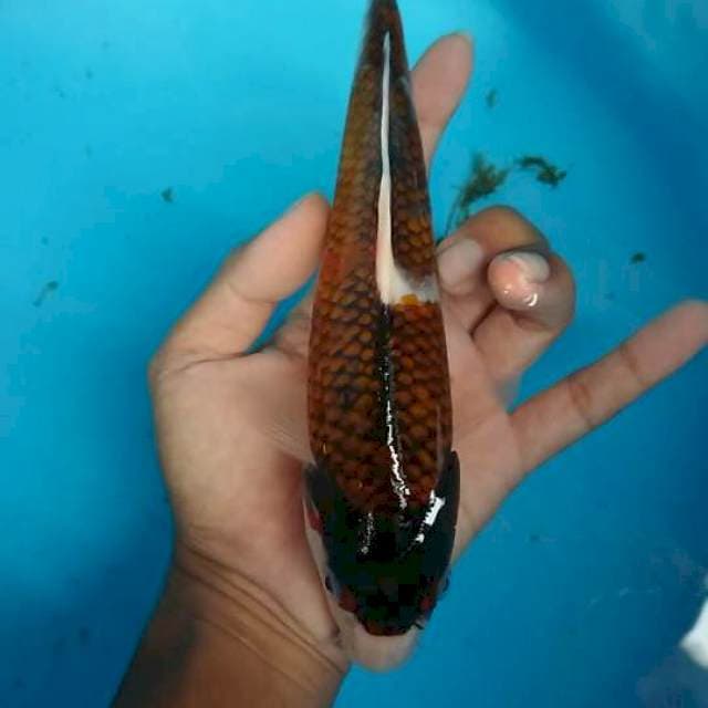 goromo 23 cm
