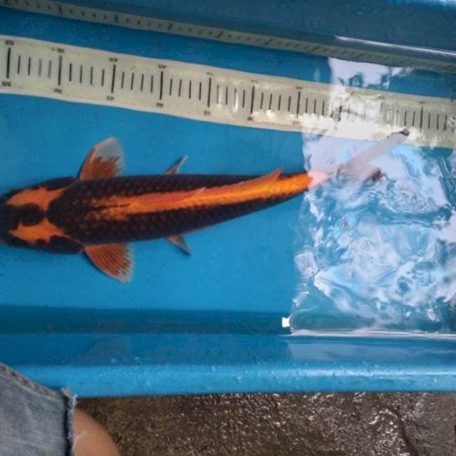Kabuto 42 cm male