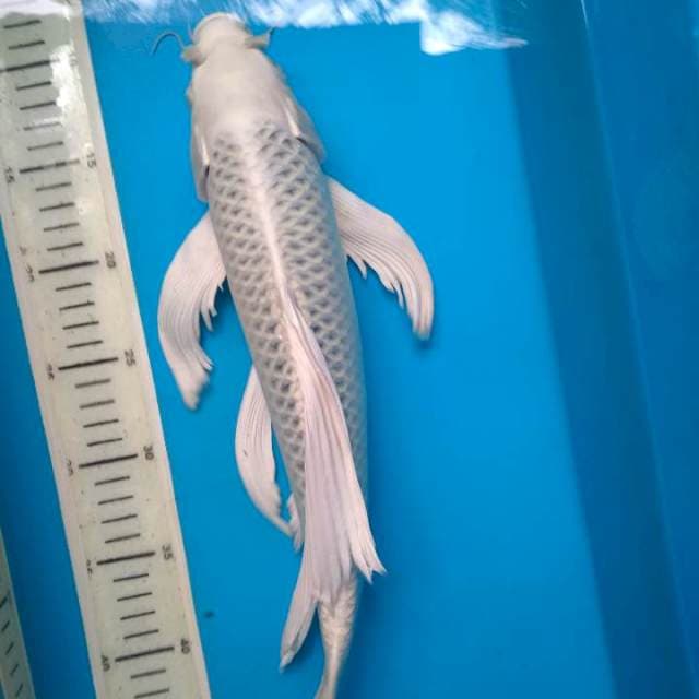 Kumpay gin matsuba 44cm