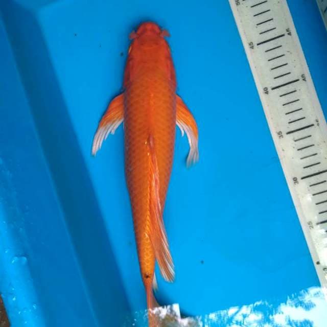 Kumpay orenji ogon 38cm