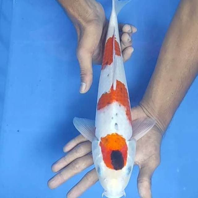 Maruten 36cm