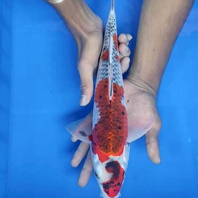 Goshiki 36cm