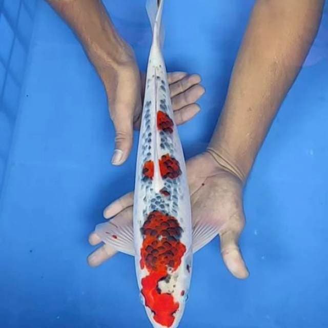Goshiki 36cm