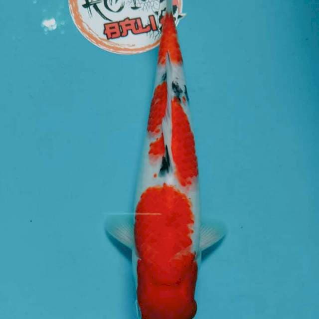 kohaku sanke