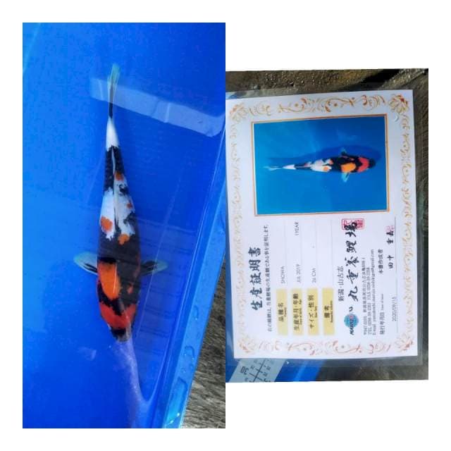 Showa MARUJYU koi farm
