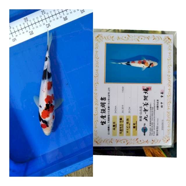 Showa MARUJYU koi farm