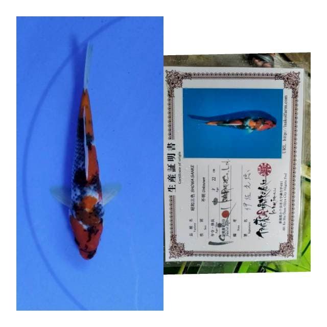 Showa isa koi farm