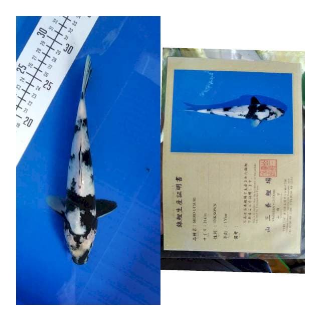 Shiro yamasan koi farm