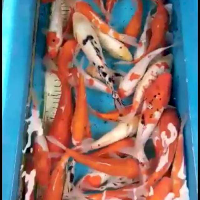 Mix 45 ekor 15-25 cm