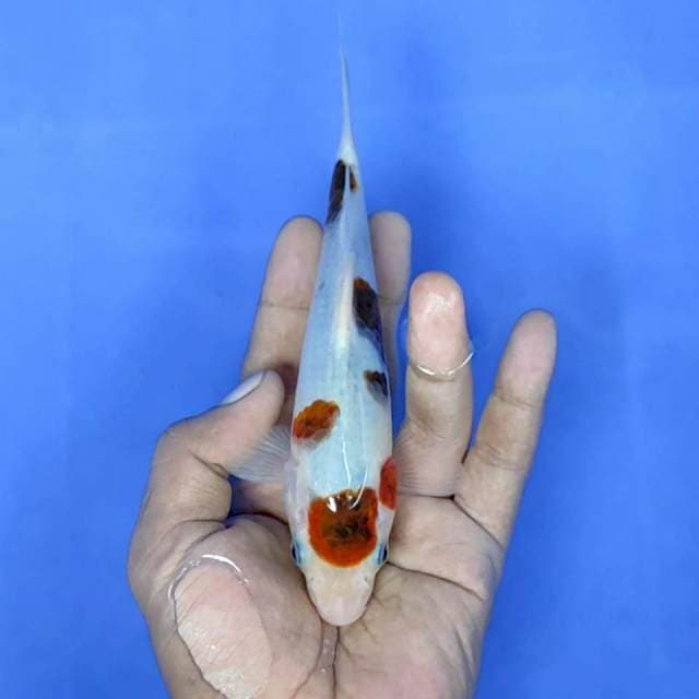 Goromo / 18 cm