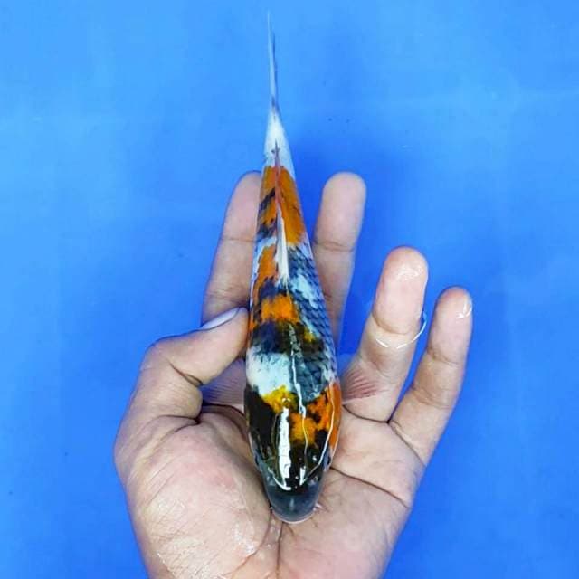 Showa / 18 cm