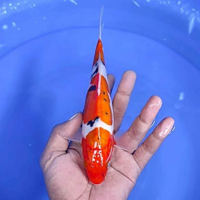 Sanke doit / 21 cm