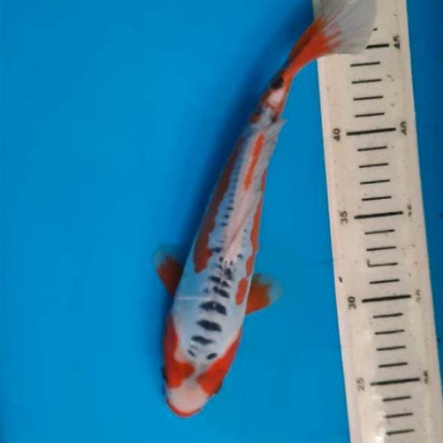 Shusui 26cm