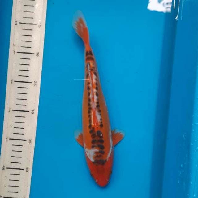 Hana Shusui 29cm
