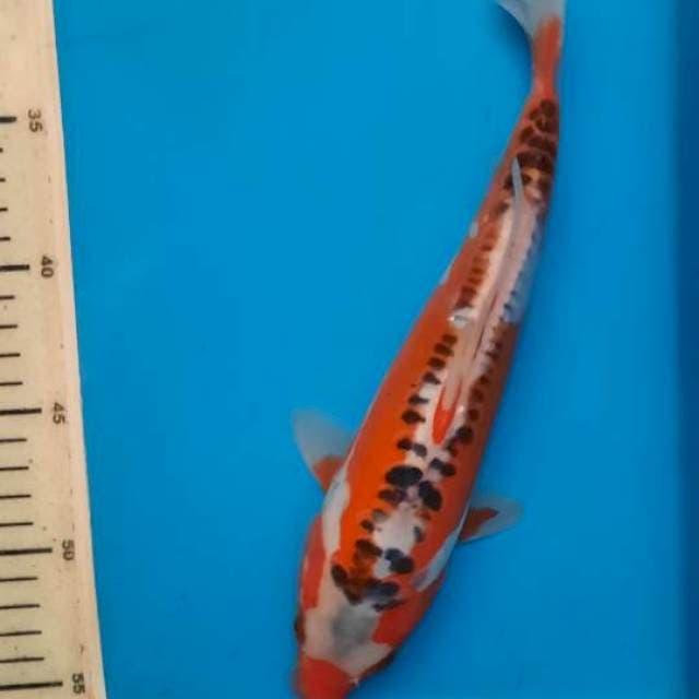 Hana Shusui 27cm