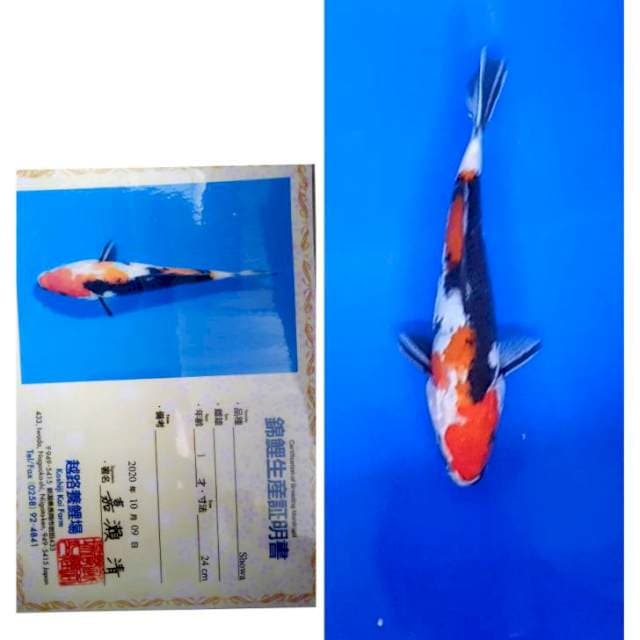 Showa Import Serti Koshiji