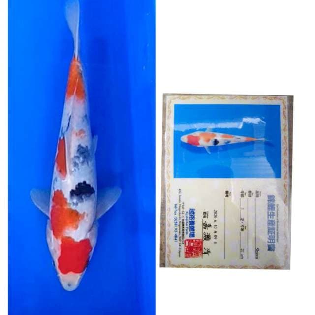 Showa Import Serti Koshiji
