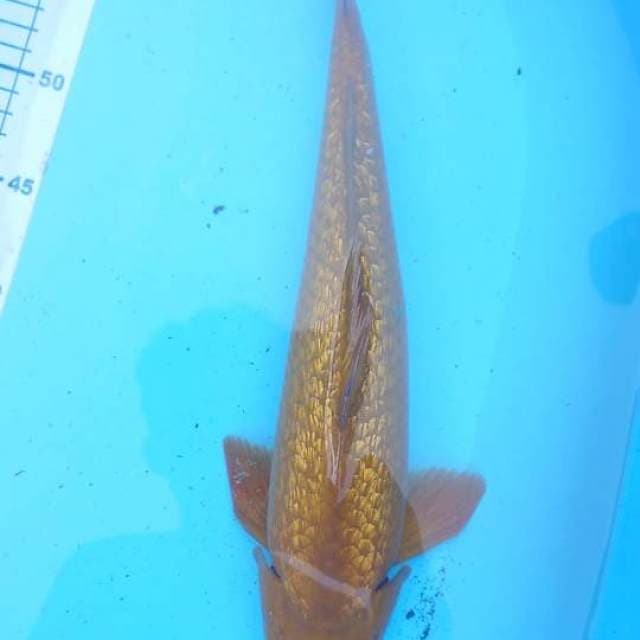 tembaga ginrin 40 cm jantan