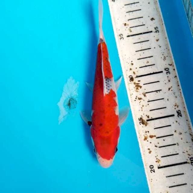 GOSHIKI RED 19 CM